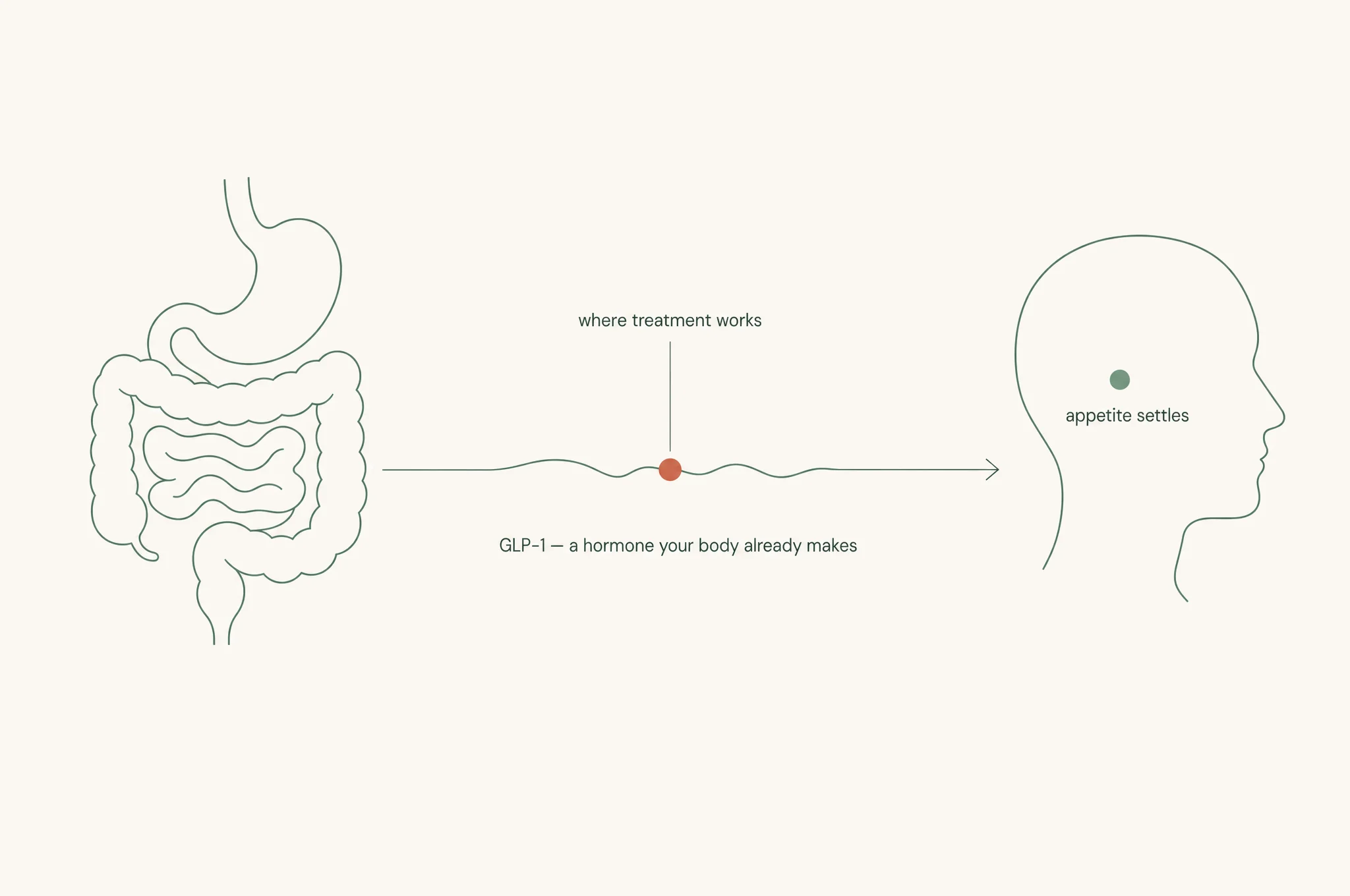 Diagram of the GLP-1 pathway: the gut releases GLP-1, a hormone your body already makes; treatment works on that signal; appetite settles.
